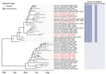 Time-scaled phylogenetic tree of 43 highly pathogenic avian influenza A(H5N1) virus clade 2.3.4.4b complete viral genomes from seals and wild birds in the St. Lawrence Estuary, Quebec, Canada. Tree was inferred by Bayesian analysis. Red text indicates seal-derived sequences and black text indicates wild bird–derived sequences. Posterior probability values >0.70 are displayed at the tree nodes. The genome constellation for each sequence (i.e., the compliment of Eurasian and North American derived genome segments) is presented to the right of the tree tips. HA, hemagglutinin; M, matrix; NA, neuraminidase; NP, nucleoprotein; NS, nonstructural; PA, polymerase acidic; PB, polymerase basic.